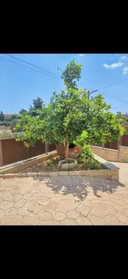 a tree in a pot sitting in a courtyard at Villa Elizabeth in Limassol