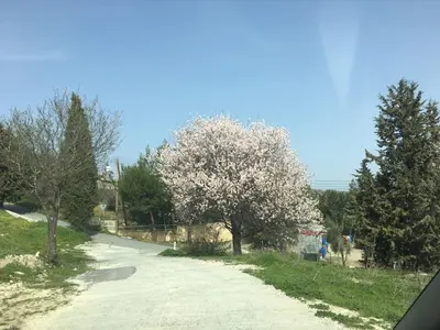 a tree with white flowers on a dirt road at Haven in Limassol