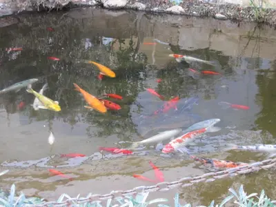 a group of koi fish swimming in a pond at Polyxenia Isaak Luxury Villas and Apartments in Protaras
