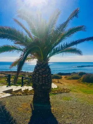 a palm tree sitting on the side of a beach at Nissi Elena A11 in Ayia Napa