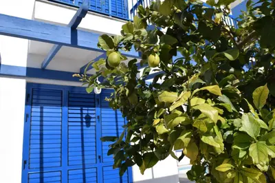 a tree in front of a building with a blue window at Villa St. Nicolas 8 - Protaras in Protaras