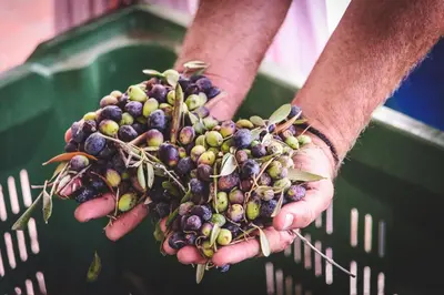 a person holding a bunch of fruit in their hands at Cyprus Villages - Hotel & Restaurant - Central Location - Bed & Breakfast With Access To Pool And Stunning Views in Tochni