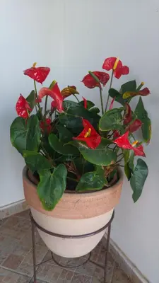 a potted plant with red flowers in a pot at Blue Bay Beach House in Larnaka