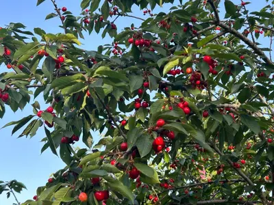 a tree with lots of red berries on it at SOFROS VALLEY HILLS CHALET in Ayios Mamas