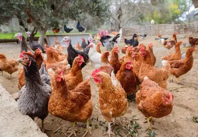 a group of chickens standing in the dirt at Hadjios Valley in Mazotos