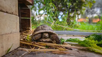 a turtle is sitting on a pile of sticks at Hadjios Valley in Mazotos