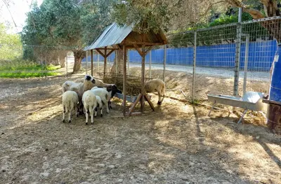 a group of sheep standing around a feeding trough at Hadjios Valley in Mazotos