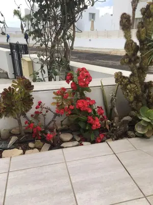 a flower garden with red flowers and plants at SUNNY COAST in Paralimni