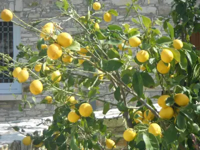 a bunch of lemons growing on a lemon tree at Aunt Maria's in Pano Lefkara