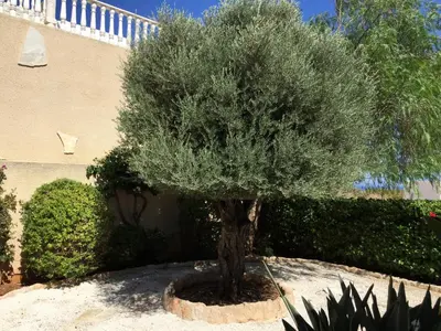 a small tree in a garden in front of a building at Sunset Cliff Villa Panoramic Sea Views Private Heated Pool Included in Pissouri