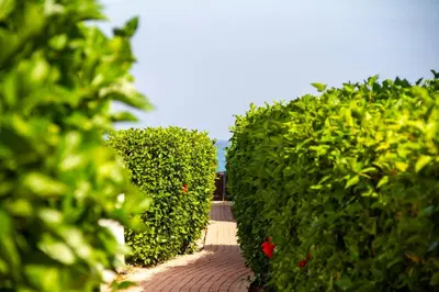 a row of hedge hedges with a walkway at Atlantis Gardens in Mazotos