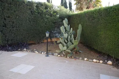 a cactus in a garden next to a hedge at Raise Cosy Studio with pool in Limassol in Limassol