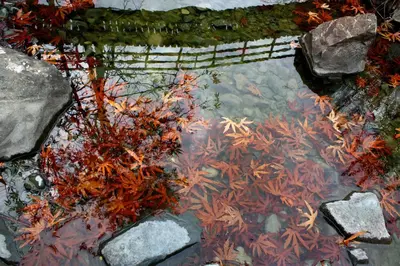 a pond filled with red plants and rocks at Aperanti Agrotourism in Pera Orinis