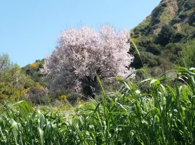 a tree with purple flowers in the middle of a field at Apokryfo, one bedroom apartment close to the beach in Pissouri