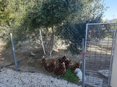 a group of chickens in a fence next to a tree at Happy Glamping Cy in Ayios Theodhoros