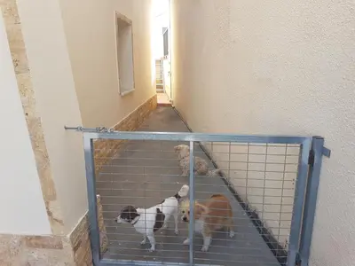 a dog and a dog in a cage at Lovely house not far from the beach, near Protaras in Dherinia