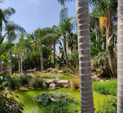 a garden with a palm tree and a pond at Garden Luxury Apartment Ayia Napa in Ayia Napa