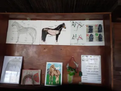 a bulletin board with drawings of a horse on it at MERSINERA PARADISE GARDEN STARS HOUSE in Larnaka