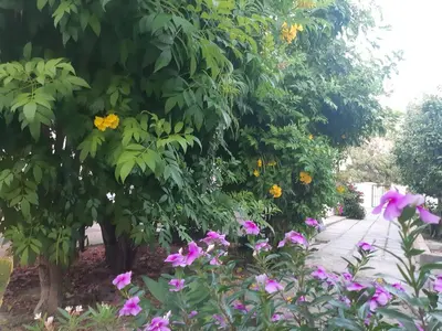 a garden with flowers and a tree and a walkway at House Near The Beach (Militsa & Aggeliki) in Pervolia
