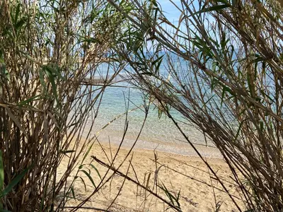 a view of a beach through some grass at KSQUARED in Protaras