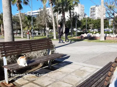 a cat sitting on a bench in a park at Nefeli Sea Side, Boutique Apartment in Limassol