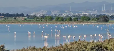 a group of flamingos standing in the water at Pampering Beach Dream, A Stunning Luxury Retreat at Yialos Village in Meneou