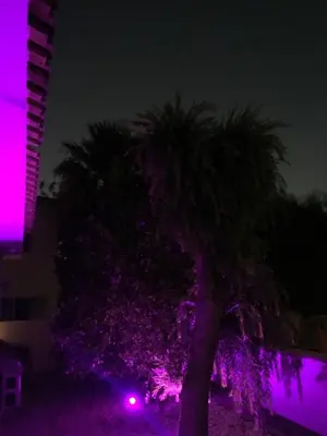 a palm tree at night with purple lights at Katikies Grand in Pissouri