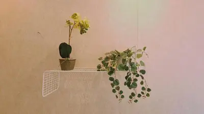 two potted plants sitting on a shelf on a wall at STAY Downtown Retreat in Limassol