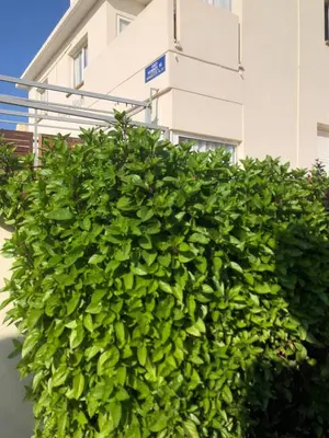 a large green hedge in front of a building at Sunny holiday by konnos in Paralimni