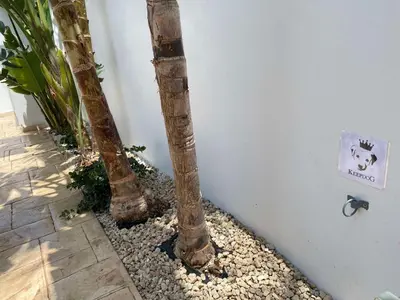 two palm trees next to a wall with a sign on it at Villa Diana - 200 meters from Kapparis, Fireman's Beach in Paralimni