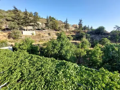a field of vines with trees in the background at Agros Green Valley Suites in Limassol