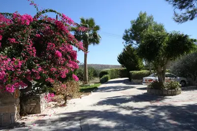 a driveway with pink flowers and trees and a car at Alonia Villas in Pissouri