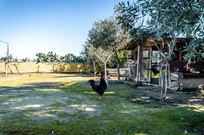 a turkey standing in the grass next to a building at Reel Paradise Villa, Cyprus in Larnaka