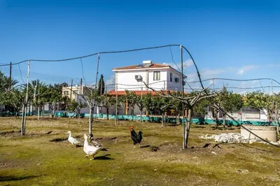 a group of chickens walking around in a field at Reel Paradise Villa, Cyprus in Larnaka