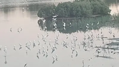 a flock of birds floating in a body of water at Όμορφο καινούργιο διαμέρισμα σε μικρή πολυκατοικία in Voroklini