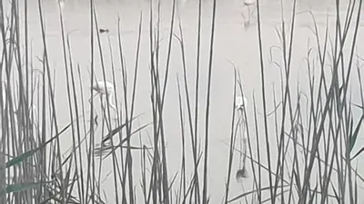 a bunch of tall grass in the water at Όμορφο καινούργιο διαμέρισμα σε μικρή πολυκατοικία in Voroklini