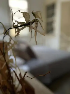 a close up of a flower on a table at The Old Town Heritage House in Nicosia