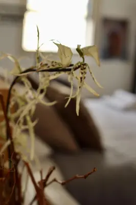a plant with white flowers sitting on a table at The Old Town Heritage House in Nicosia