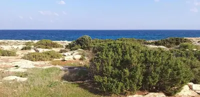 a group of trees on a beach near the ocean at Mosaic villa by the sea in Protaras