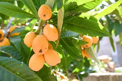 a bunch of oranges hanging from a tree at Kakopetria's Holiday House in Kakopetria