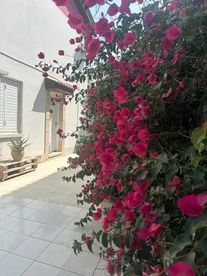 a bunch of pink flowers on the side of a building at Leonidas Seaside in Meneou