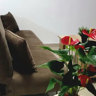 a living room with a couch and a plant at Palm Sea Suite 17 in Larnaka