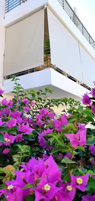 a bunch of purple flowers in front of a building at Mythical Sands AM10 in Paralimni